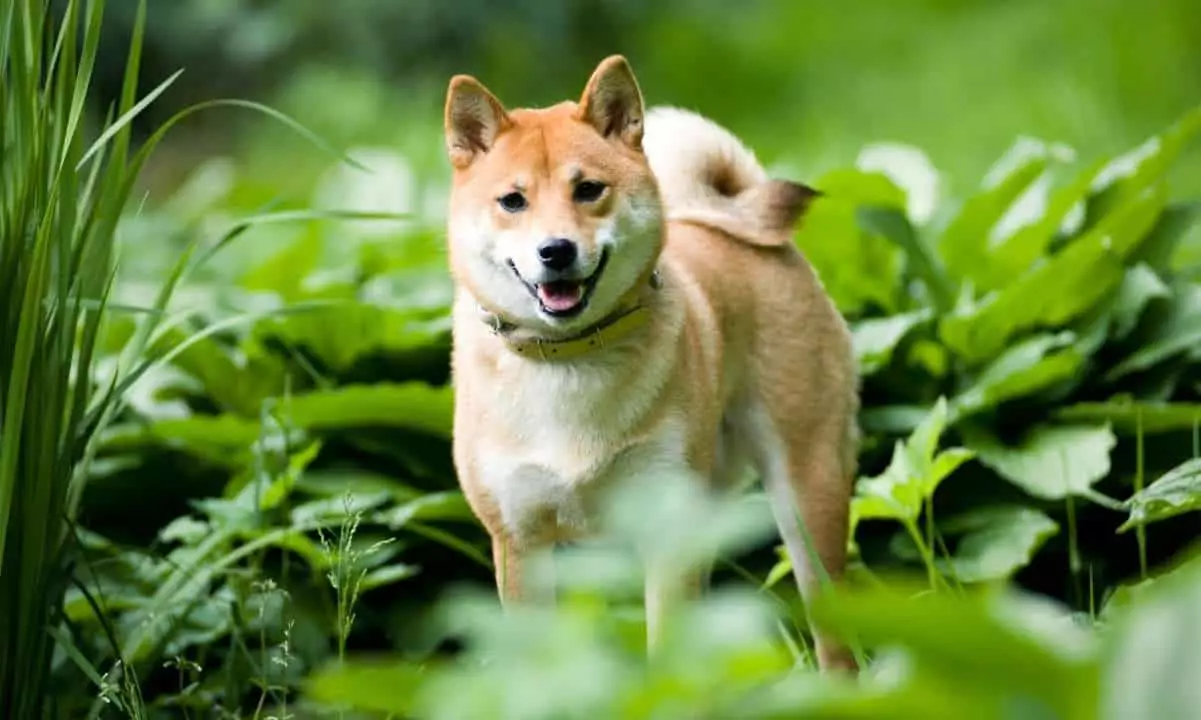 Shiba Inu’s Shibacals: The New Frontier in NFT Authentication