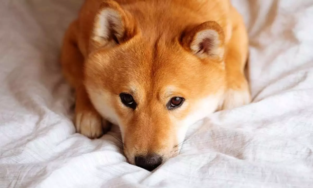 The Growth of Shiba Inu (SHIB) Token: A Promising Trend or Market Saturation?