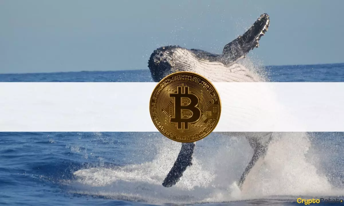 The Preparations of Whale Investors in the Cryptocurrency Market