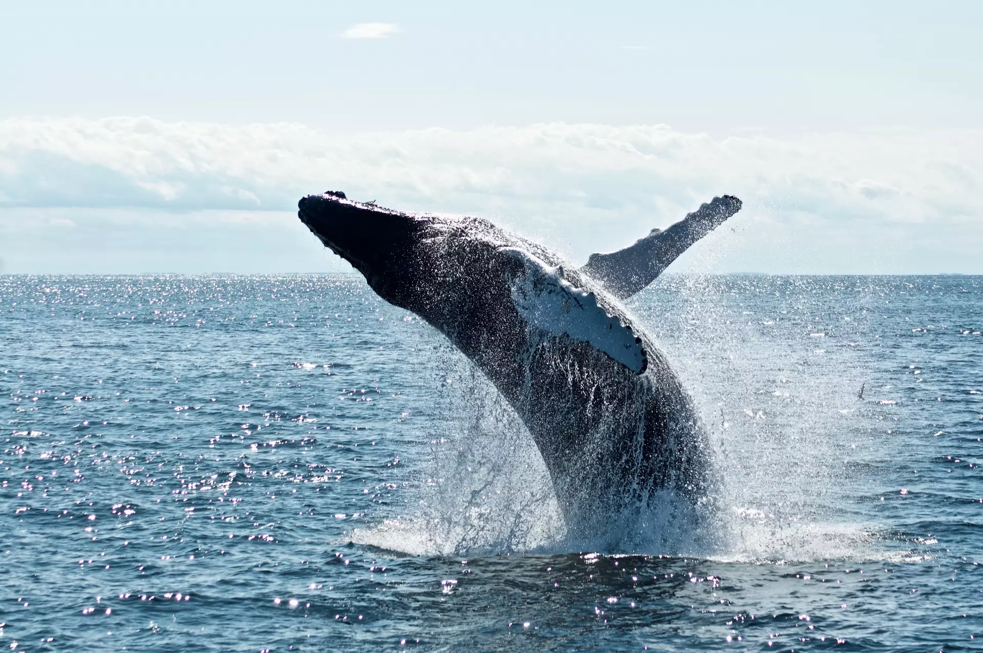 Whale Moves $46 Million in ETH Amidst Bearish Market Conditions