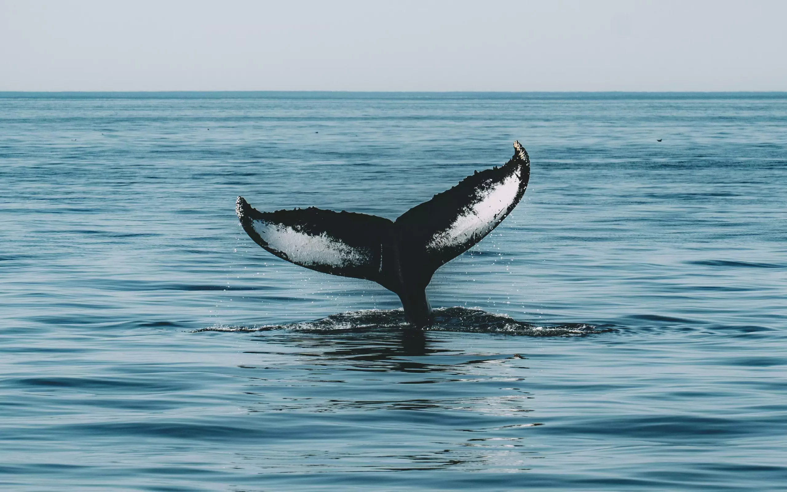 The Ethereum-Based Altcoins Attracting Whale Activity
