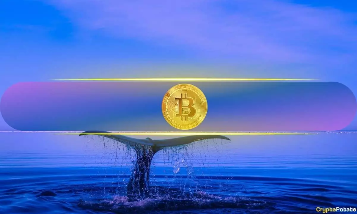 The Quiet Accumulation of Bitcoin by Whales