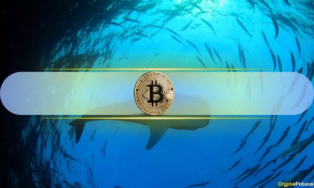 Bitcoin Whales Accumulating Cryptocurrency Despite Market Slump