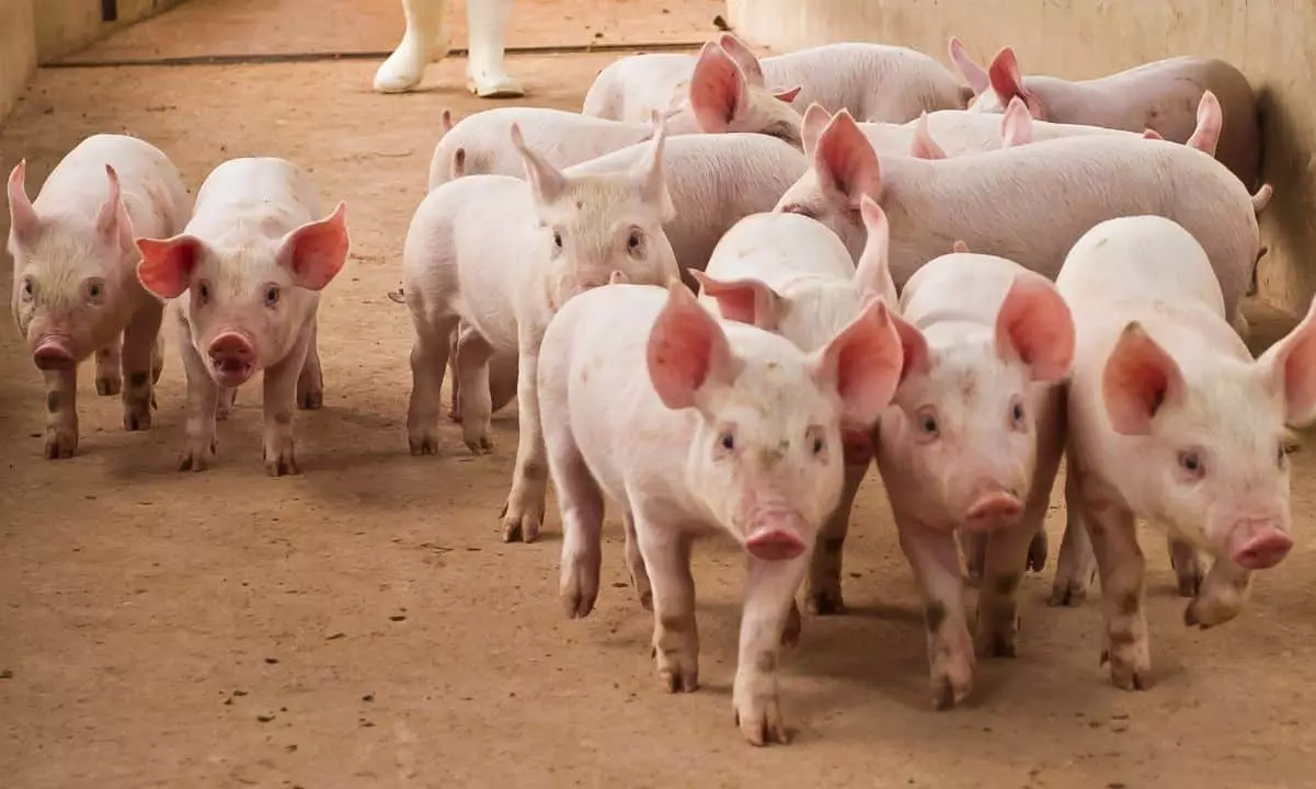 Unraveling the Rising Threat of Pig Butchering Scams in the Digital Age